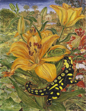 Die Liebe des Salamanders